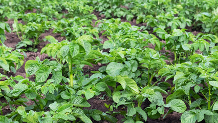 Green potato bushes in the garden. Growing potatoes
