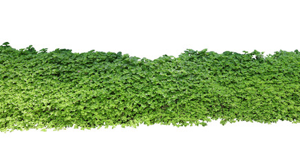 Tropical plant flower bush tree isolated on white ba