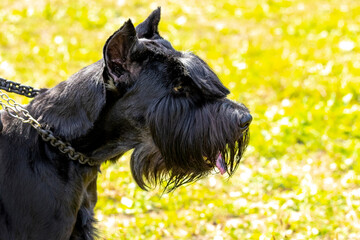 Portrait of a black shaggy dog breed giant Schnauzer (riesenschnauzer)