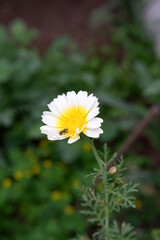Bee on daisy flower in the garden