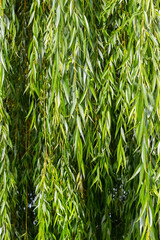 Hanging willow branches with green leaves. Background from green willow leaves