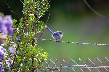 Splendid Blue Wren