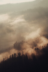 Obraz na płótnie Canvas nubes sobre bosque1