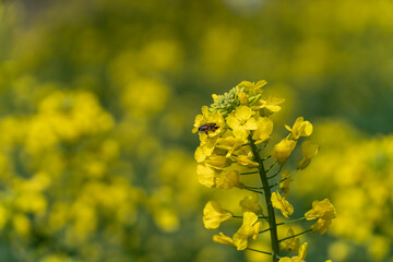 Rape flowers blooming in the spring sun