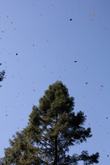 mariposas monarcas9