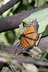 Fototapeta na wymiar mariposas monarcas12