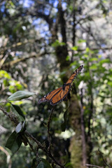 mariposas monarcas19