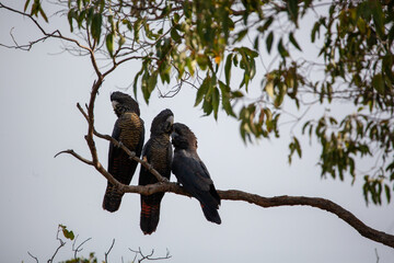 Black Red Tailed Cockatoo