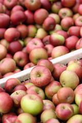 Crates of red pippins apples on display