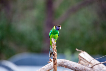 28 Cockatoo Ring neck Parrot