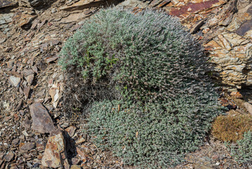 Teucrium subspinosum, an endemic species of Sardinia and Balearic Islands. Photo taken in the municipality of Mahon, Menorca, Spain