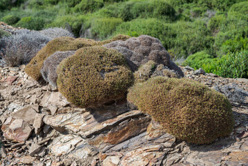 Balearic milkvetch, Astragalus balearicus, an endemic species of Balearic Islands. Photo taken in...