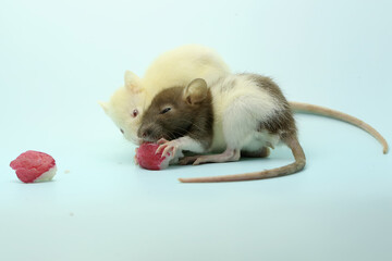 Fototapeta na wymiar Two rats are eating a water apple. This rodent mammal has the scientific name Rattus norvegicus. 