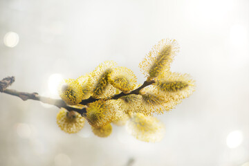 Beautiful spring image  twigs of blossoming pussy willow background of light, selective soft focus.