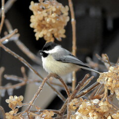 Chickadee