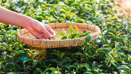Close up hand holding tea leaves in the basket with tea plantation as foreground and background