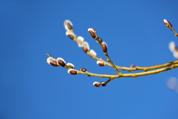 Pussy willow on a tree branch on blue sky background, catkins in spring forest. Palm Sunday symbol, blooming verba for Easter background