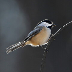 Chickadee