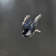 Chickadee