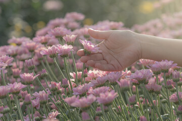 close up hand holding pink chrysanthemum flower.