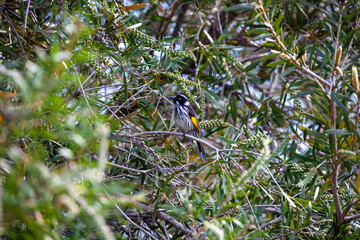 New Holland Honey Eater