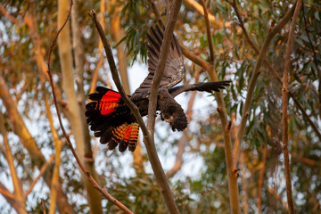 Red Tailed Black Cockatoo © Michelle