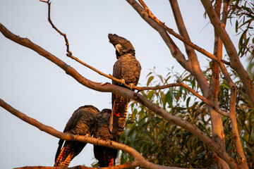 Red Tailed Black Cockatoo