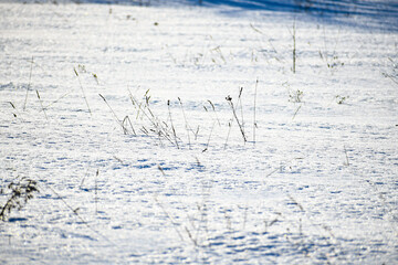 Fototapeta na wymiar Snowy winter field. Lonely branches of dry grass stick out from under the snow. Sunny day.