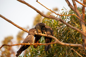 Red Tailed Black Cockatoo