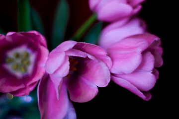 Pink tulips close up. Dark background. The flowers have blossomed. 