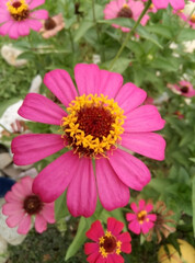 Beautiful pink zinnia flower in garden with blooming and blur background