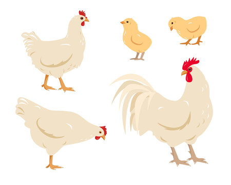 Set of white poultry farm chicken birds. Rooster cock with hen and chicks isolated on white background. Chicken family icons in flat or cartoon style vector illustration.