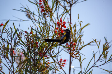 New Holland Honey Eater