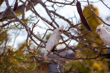 corella