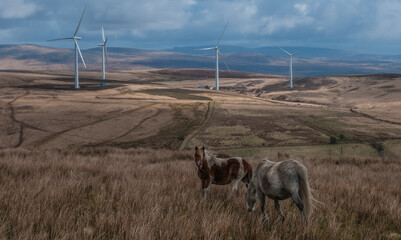 Windturbines, Ponies, Wales, UK