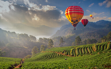 Colorful hot air balloons flying over misty morning sunrise in strawberry garden.View of mountain with hot air balloons on morning.