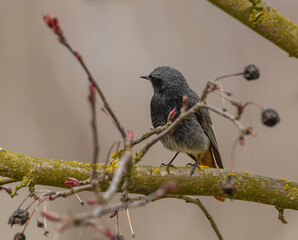 black redstart (Phoenicurus ochruros) bird male on branch
