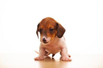 image of dog white background