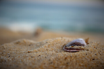 shell on the beach