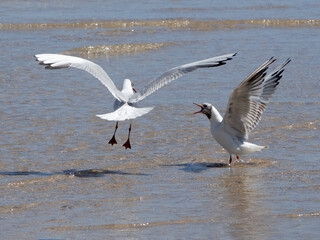 Deux mouettes qui se disputent sur la plage Saint-Michel, Erquy, Côtes-d'Armor, Bretagne