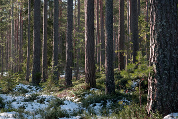 Pine tree forest with green berries bushes after the snow has melted