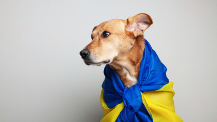 Red mixed breed dog covers Ukrainian blue and yellow flags need support.