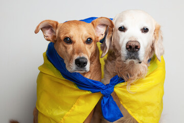 Golden retriever and ed mixed breed dog covers Ukrainian blue and yellow flags need support.