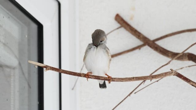 young zebra finch male learning how to sing his song