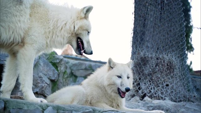 1 a white wolf female chews meat lying on a stone with sharp teeth while a male wolf passes by