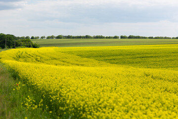 Fototapeta premium Blooming rapeseed field in sunny day. Clear blue sky. Rural scene. Agriculture, biotechnology, fuel, food industry, alternative energy.