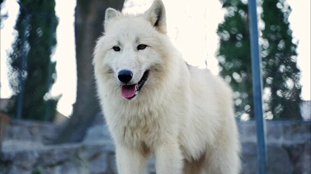 1 a white wolf with beautiful white long hair stands and lurks