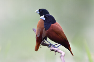 pair of dark brown and black head birds perching together on wooden branch over fine blur gree background of rice plantation