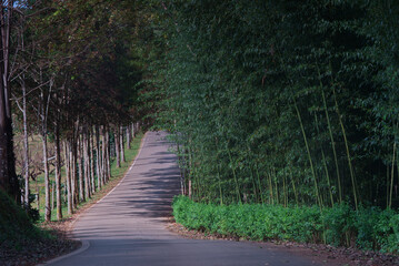 A zig zag road with bamboo forest on the side in a garden