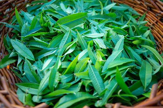 fresh lemongrass in a basket